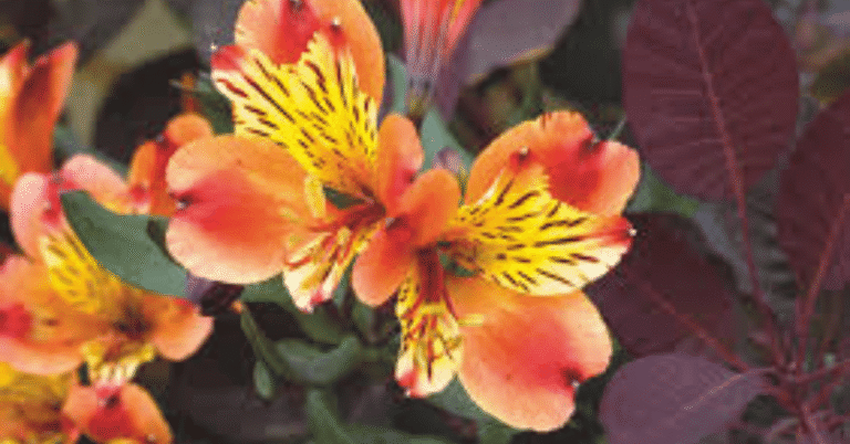 alstromeria