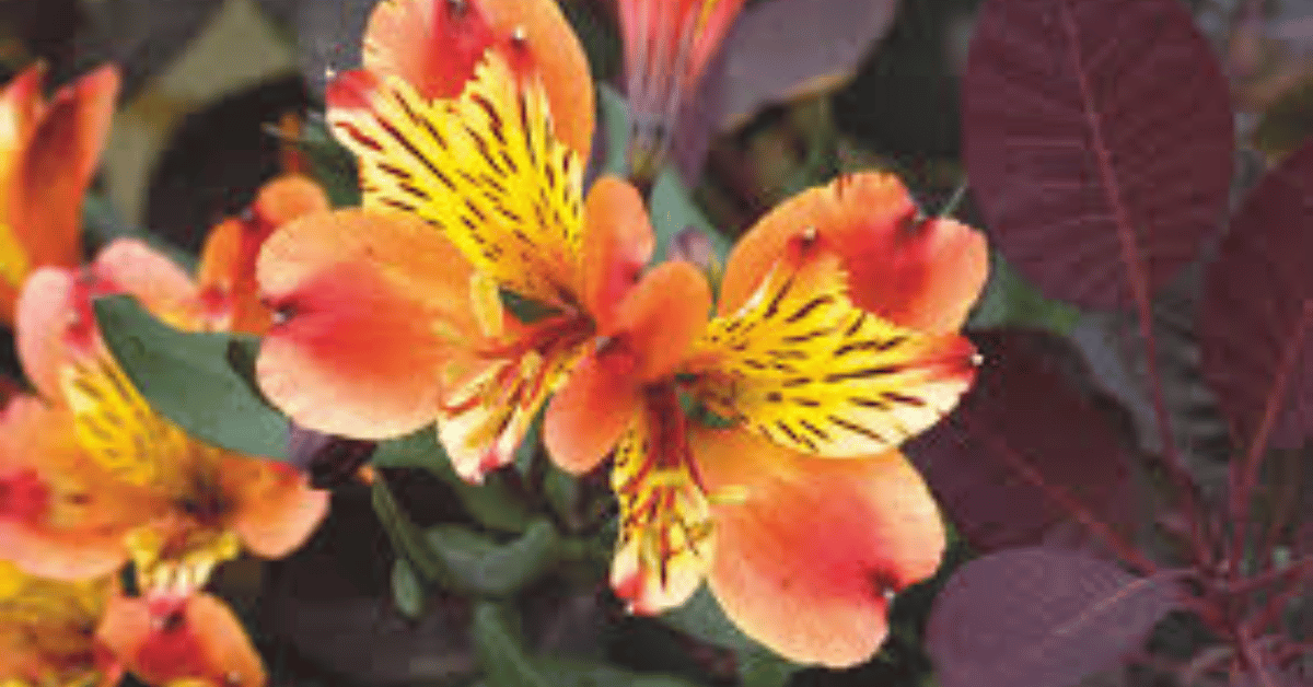 alstromeria