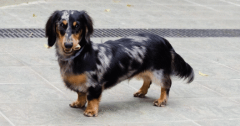 long haired dachshund puppies