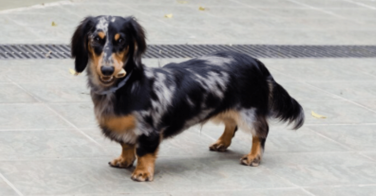 long haired dachshund puppies