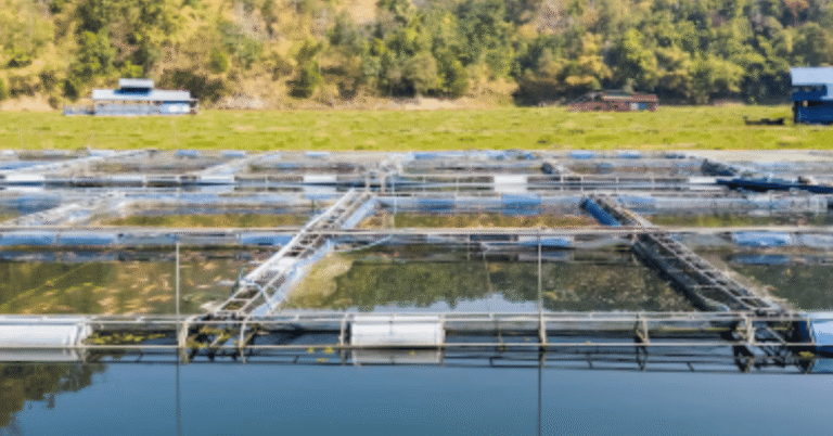 salinity solution
