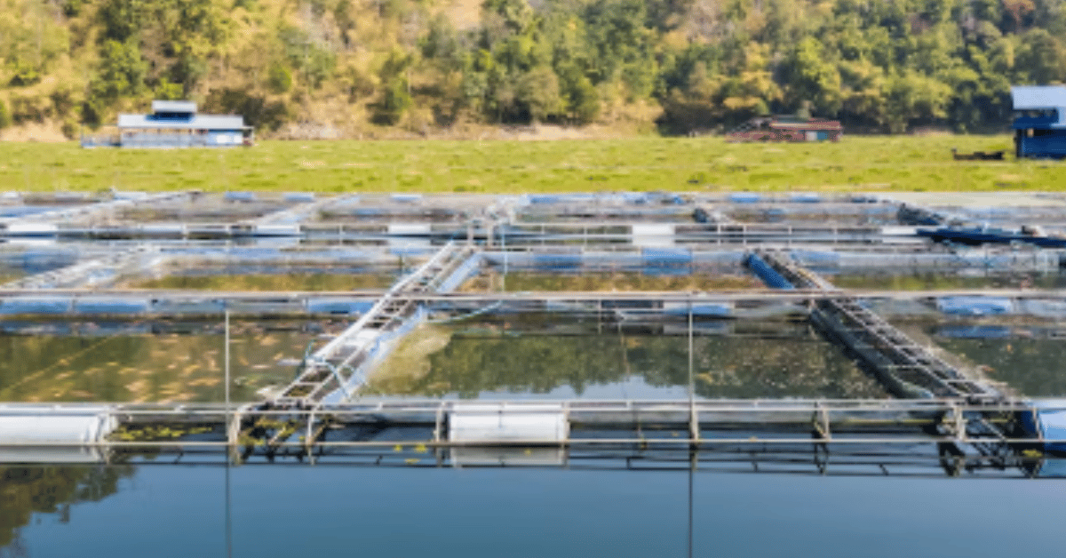 salinity solution