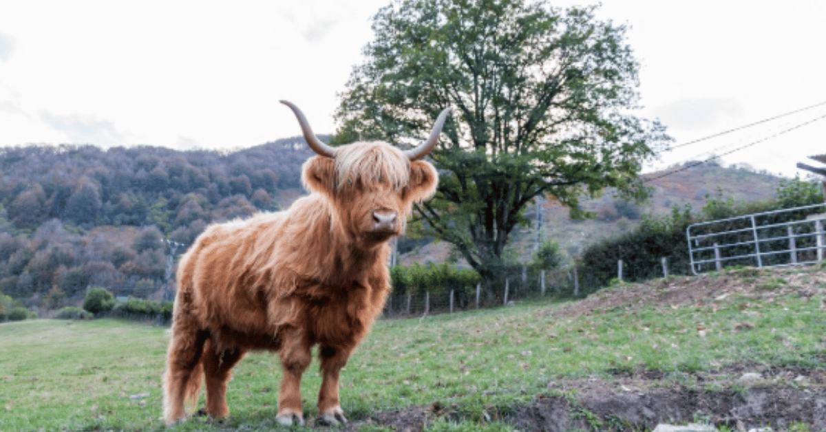 mini highland cow
