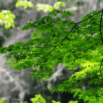 japanese green maple