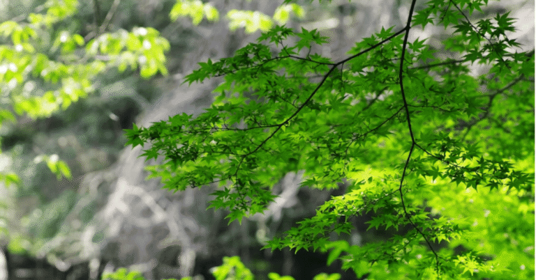 japanese green maple