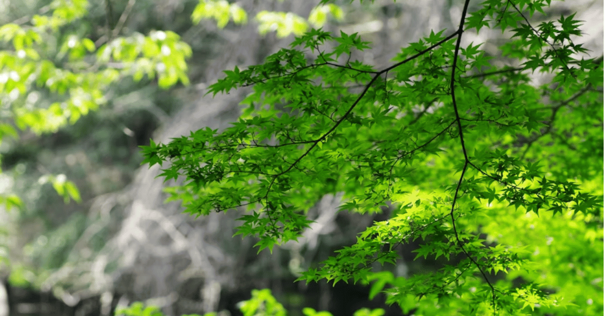 japanese green maple
