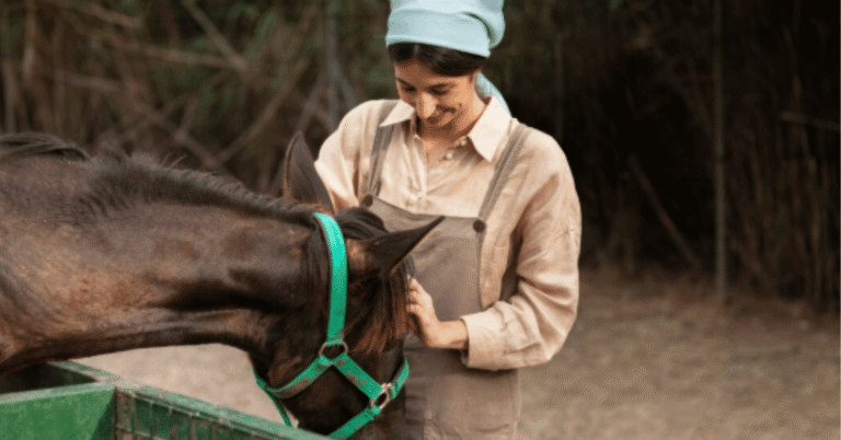 friesian breeders
